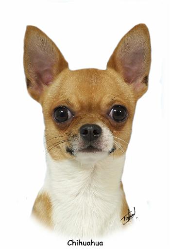 Chihuahua  9W092D-032_2.JPG